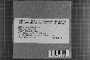 Hyphoderma lunasporum image