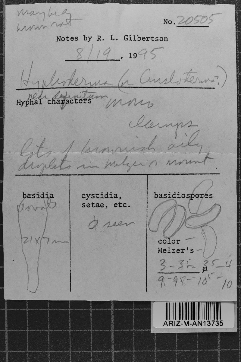 Hyphoderma definitum image