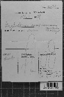 Hyphoderma roseocremeum image