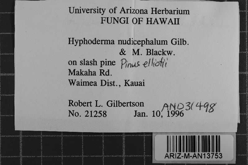 Hyphoderma nudicephalum image