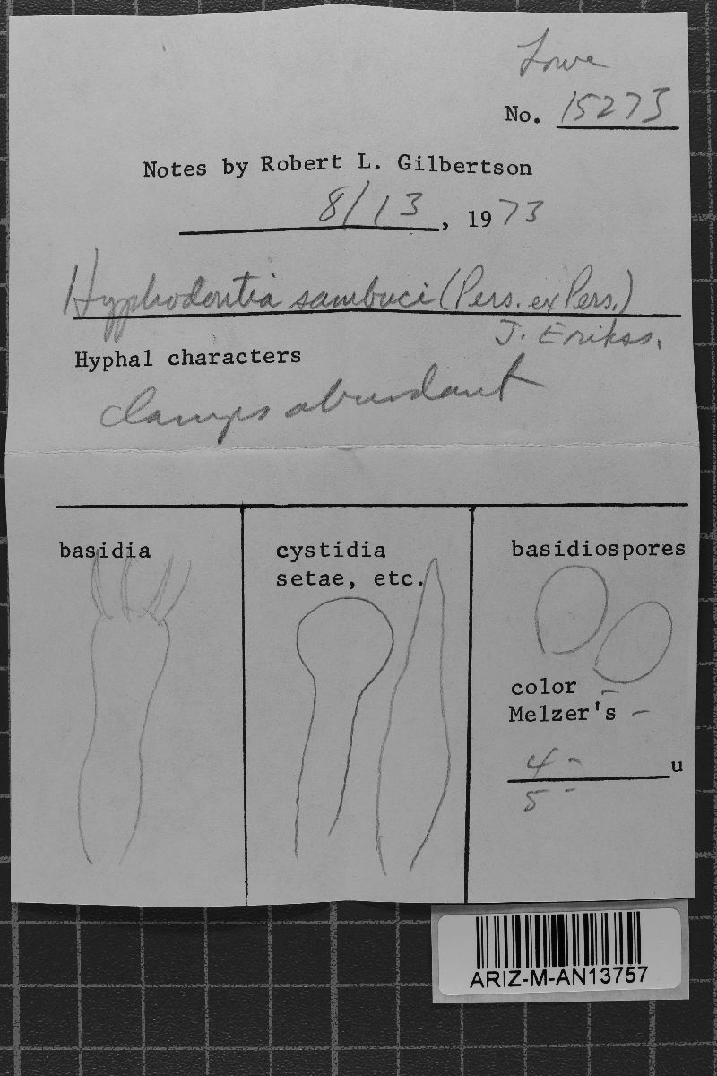 Hyphodontia sambuci image