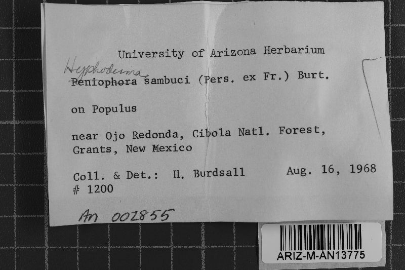Hyphodontia sambuci image