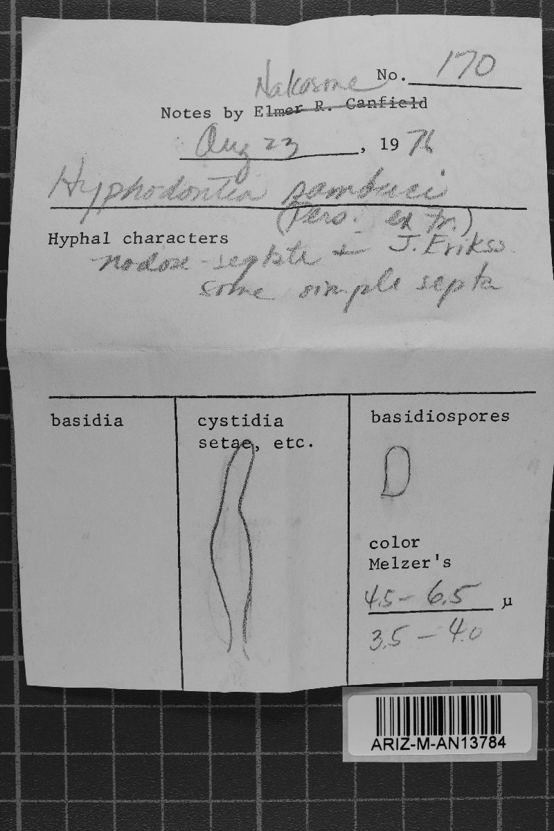 Hyphodontia sambuci image