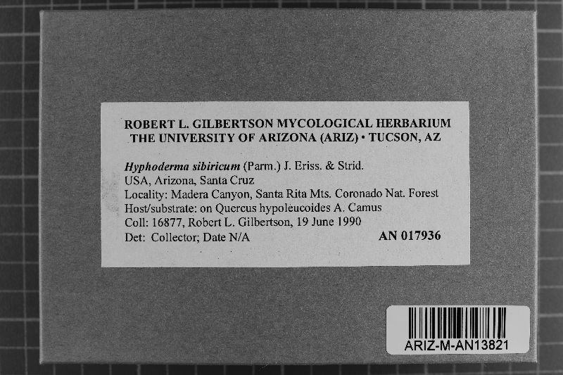 Hyphoderma sibiricum image