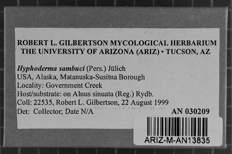 Hyphodontia sambuci image