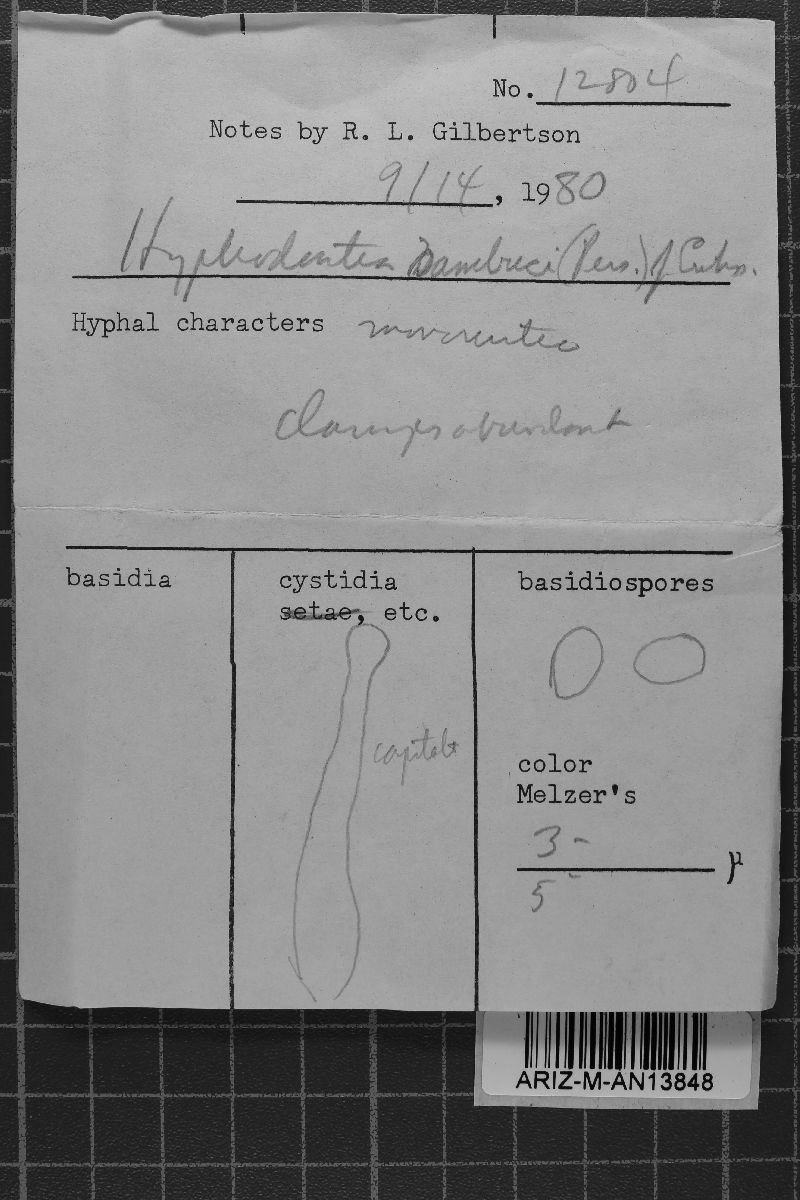 Hyphodontia sambuci image