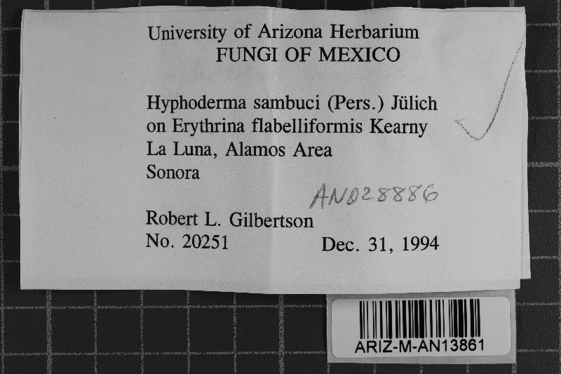 Hyphodontia sambuci image