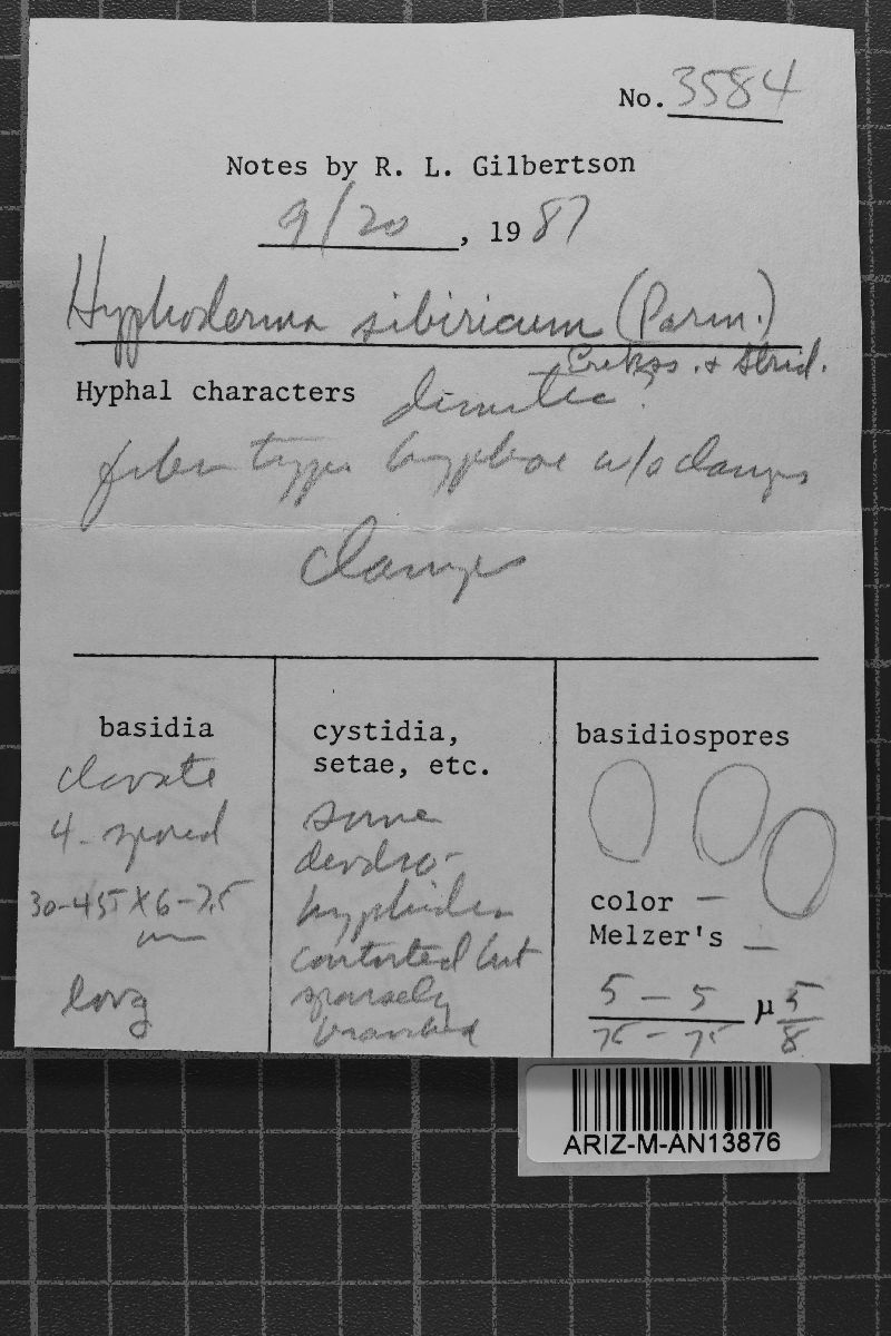 Hyphoderma sibiricum image