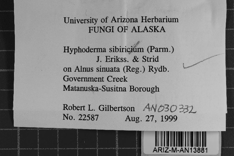 Hyphoderma sibiricum image