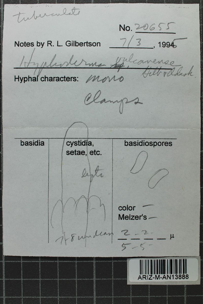 Crustoderma vulcanense image