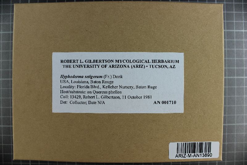 Hyphoderma setigerum image