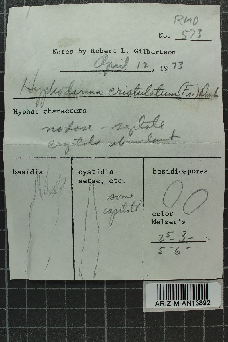 Hyphoderma cristulatum image