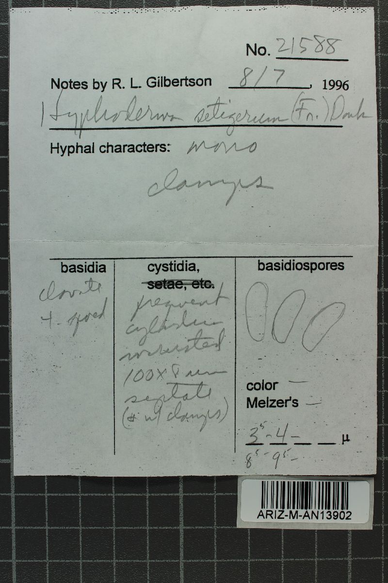 Hyphoderma setigerum image