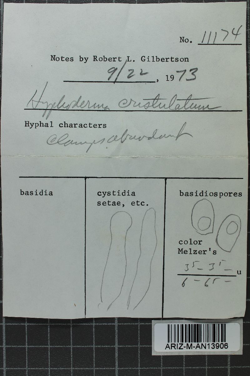 Hyphoderma cristulatum image