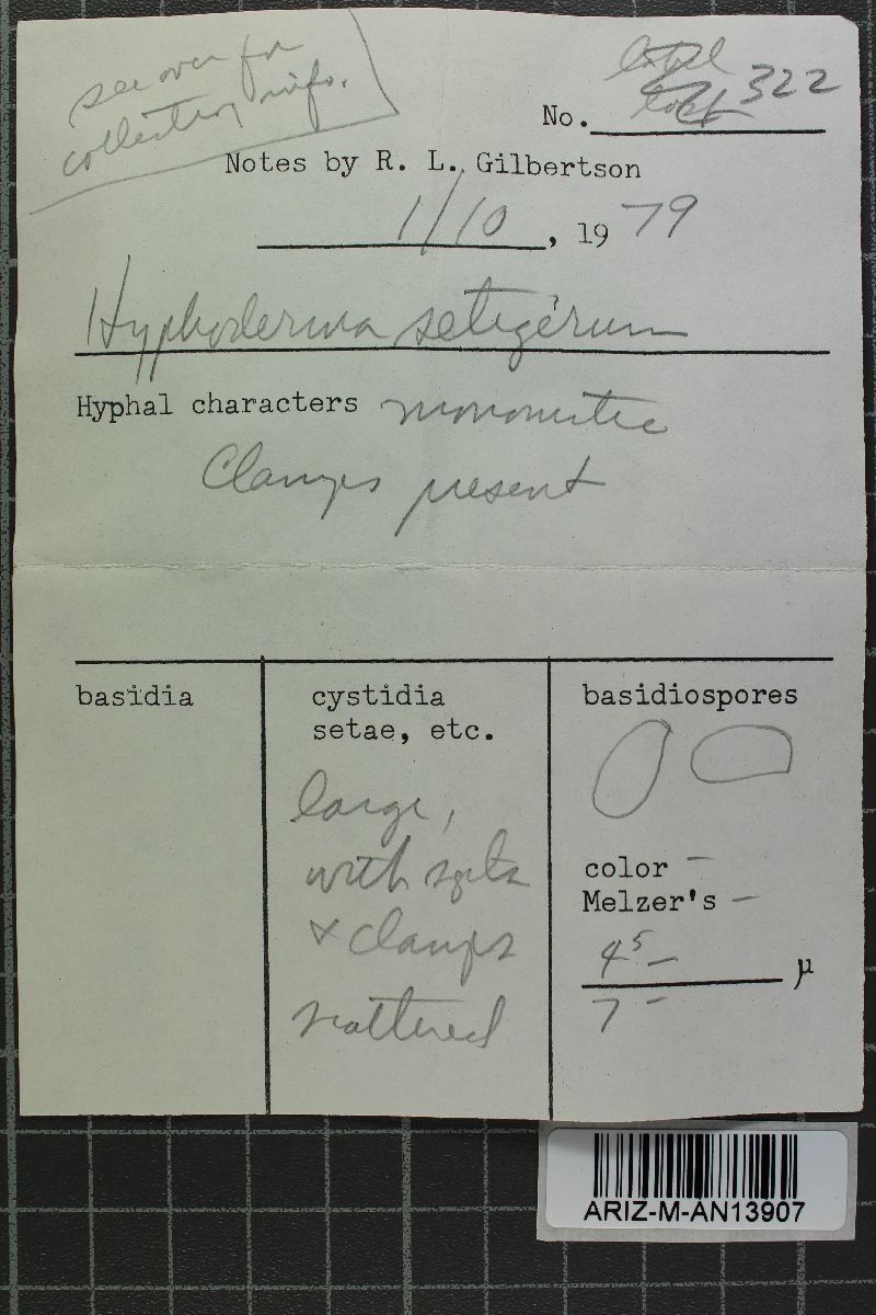 Hyphoderma setigerum image