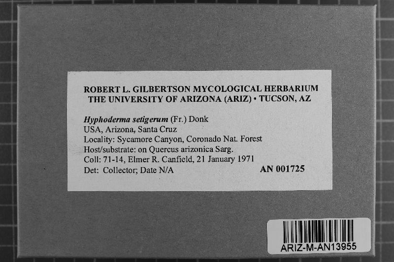 Hyphoderma setigerum image