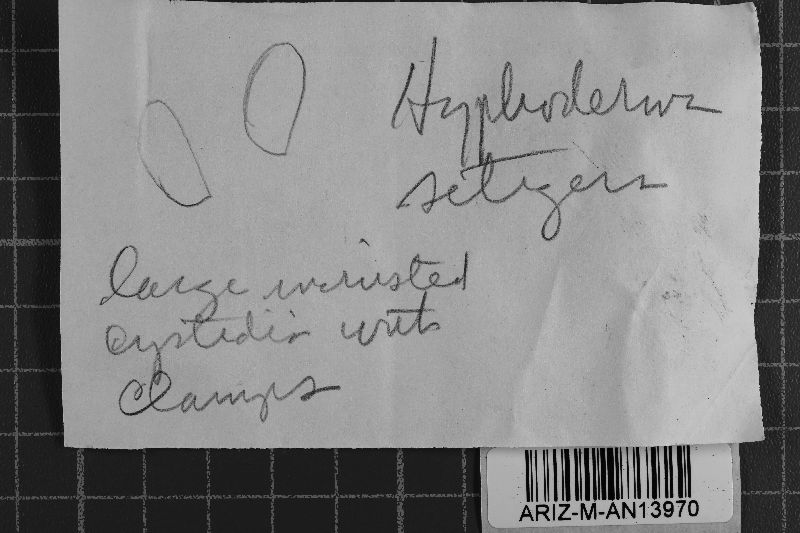Hyphoderma setigerum image
