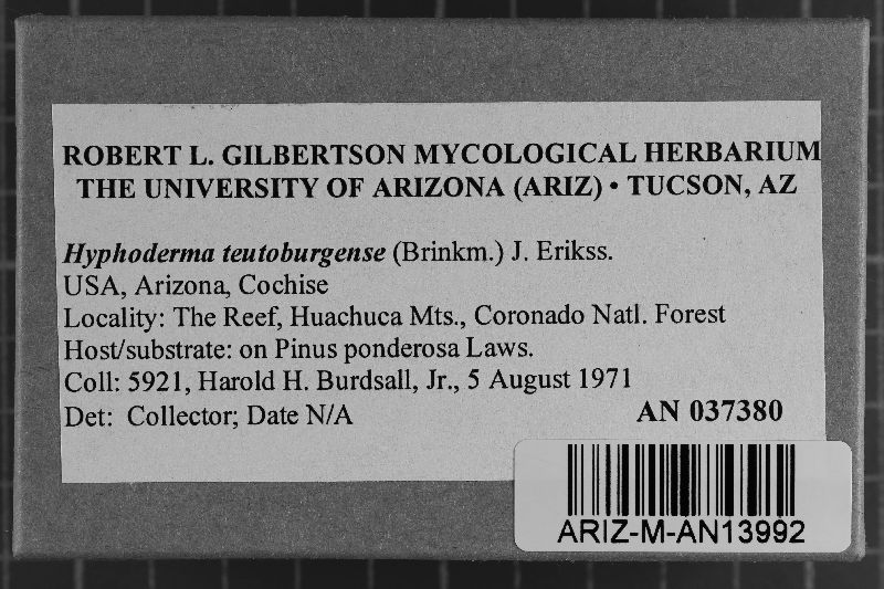 Athelia teutoburgensis image