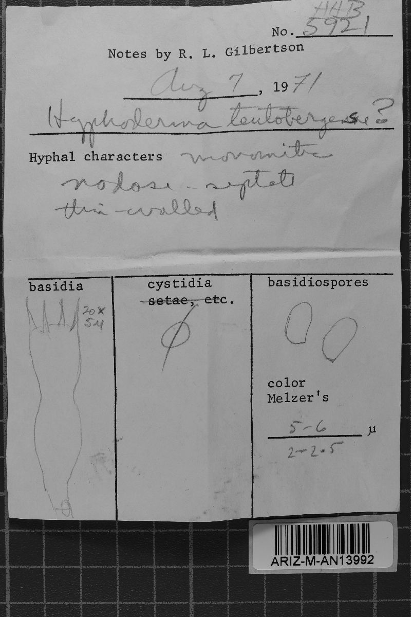 Athelia teutoburgensis image