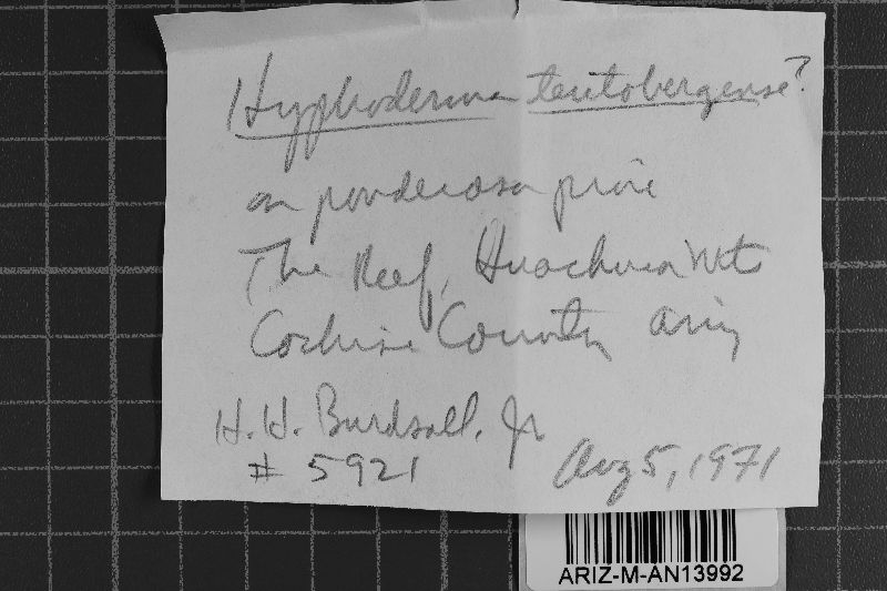 Athelia teutoburgensis image