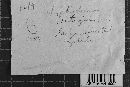 Hyphoderma setigerum image
