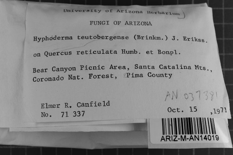 Athelia teutoburgensis image