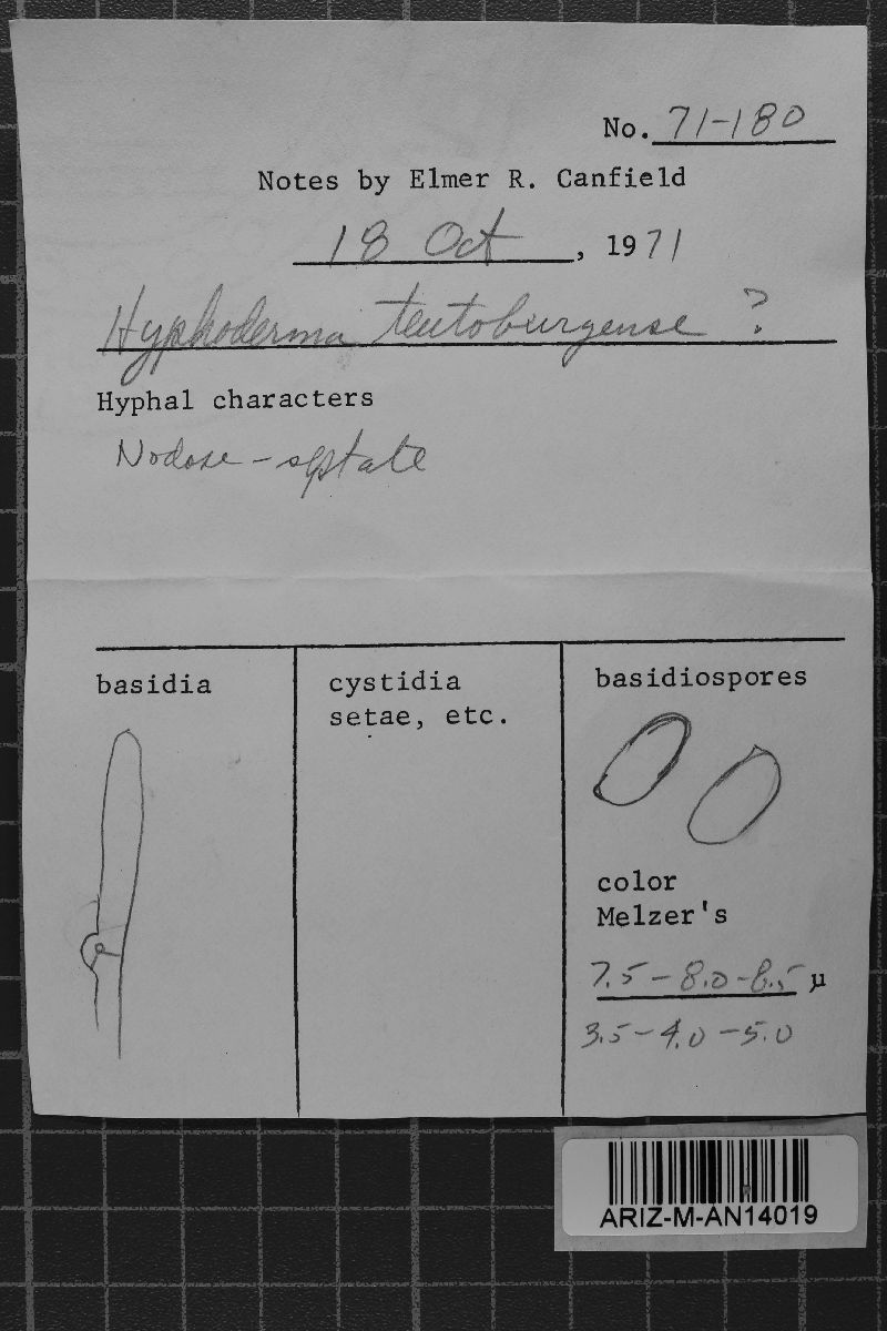 Athelia teutoburgensis image