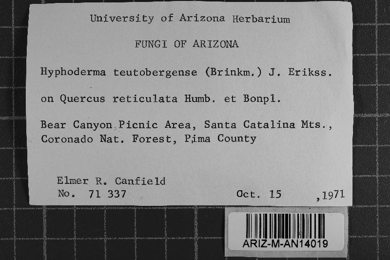 Athelia teutoburgensis image