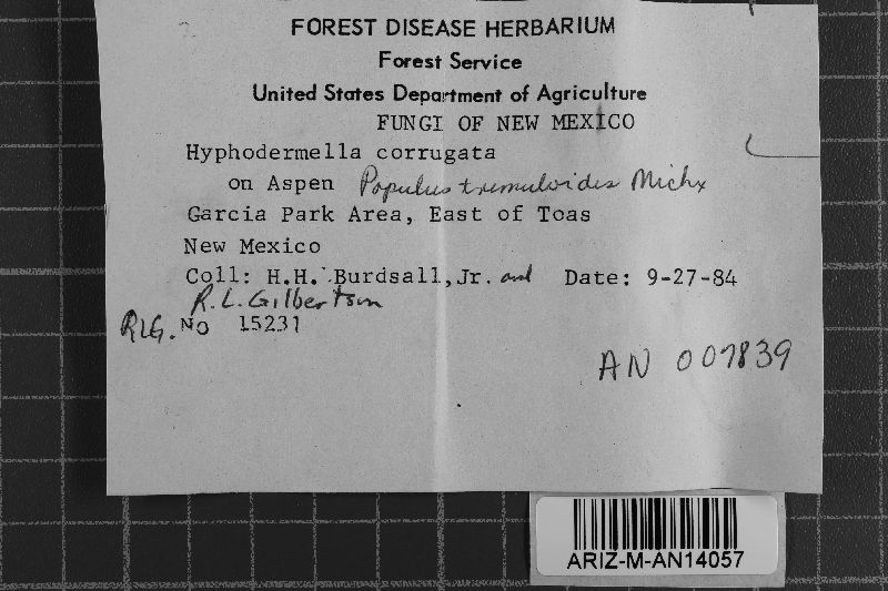 Hyphodermella corrugata image