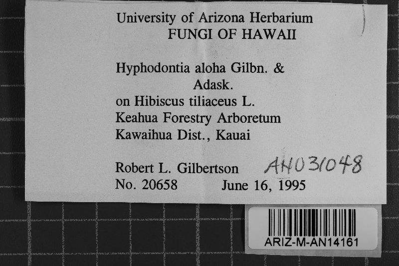 Hyphodontia aloha image