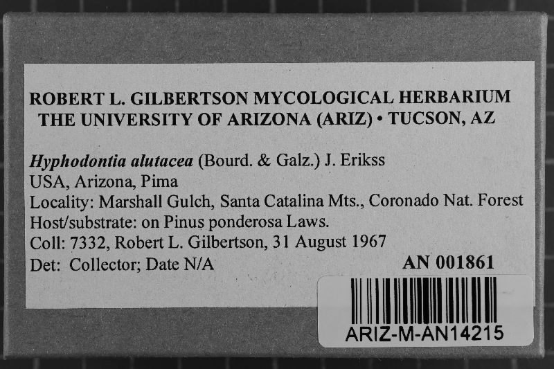 Alutaceodontia alutacea image
