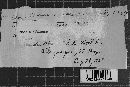 Basidioradulum crustosum image