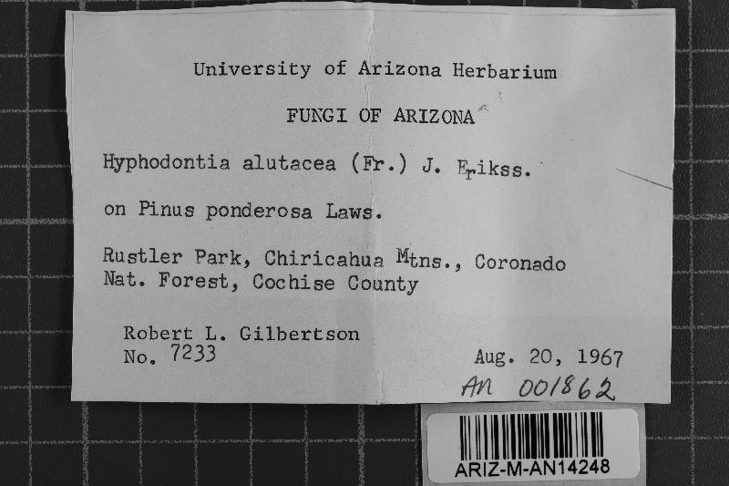 Alutaceodontia alutacea image
