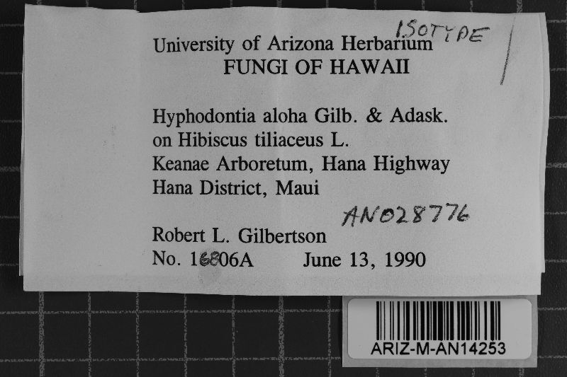 Hyphodontia aloha image