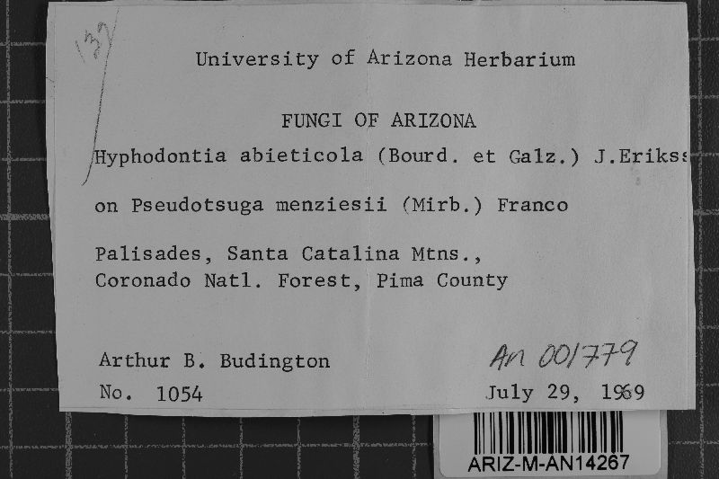 Hyphodontia abieticola image
