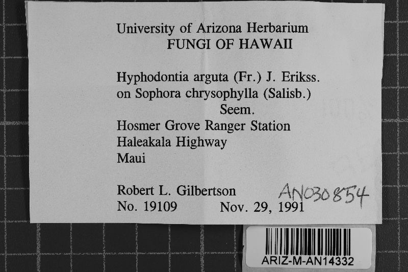 Hyphodontia arguta image