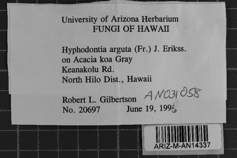 Hyphodontia arguta image