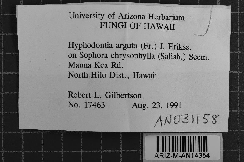 Hyphodontia arguta image