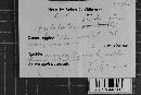 Hyphodontia barba-jovis image