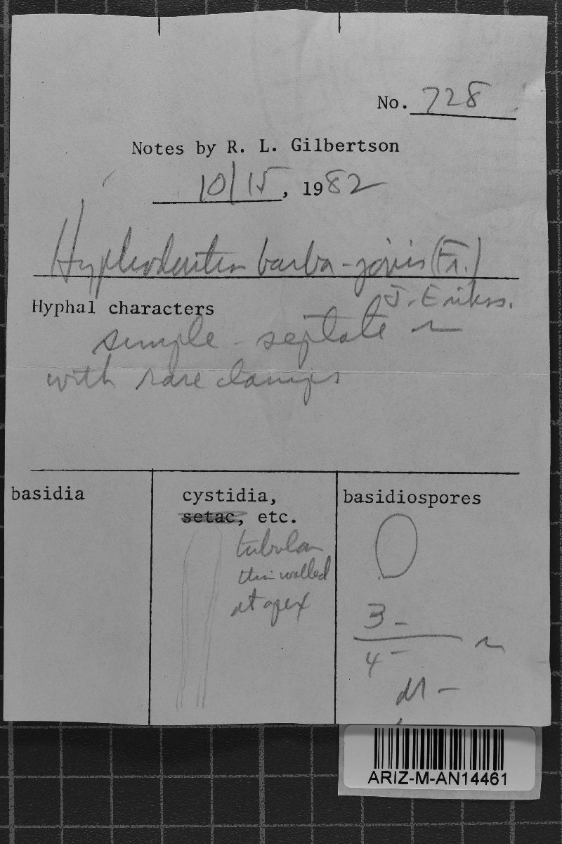 Hyphodontia barba-jovis image