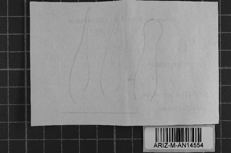 Basidioradulum crustosum image
