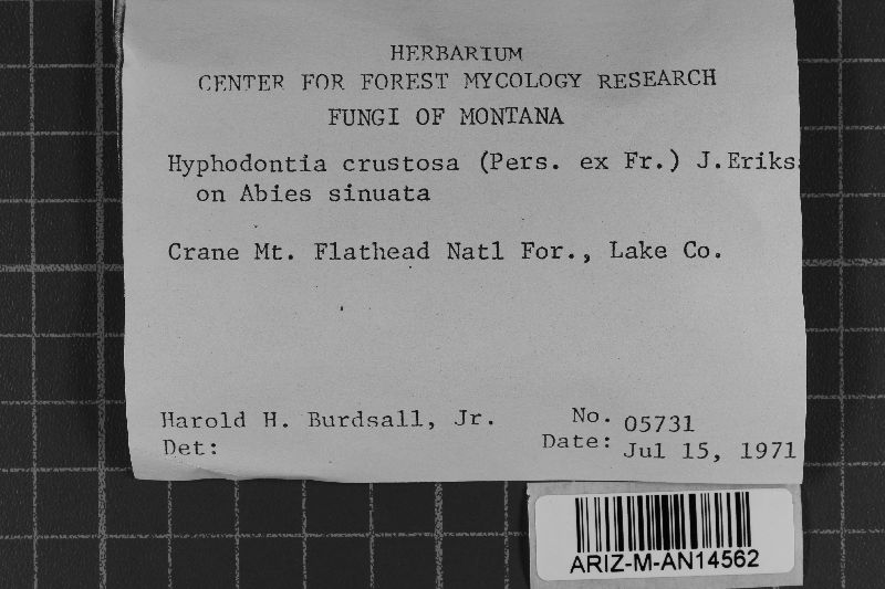 Basidioradulum crustosum image
