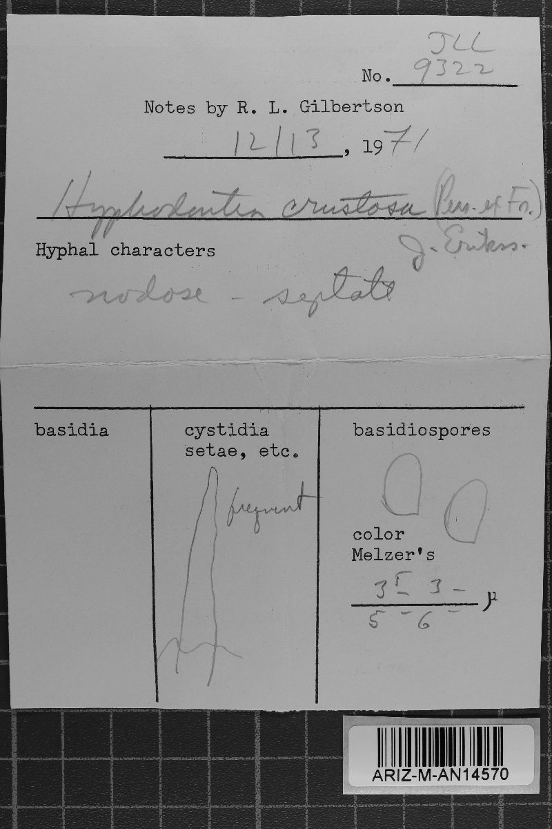 Basidioradulum crustosum image