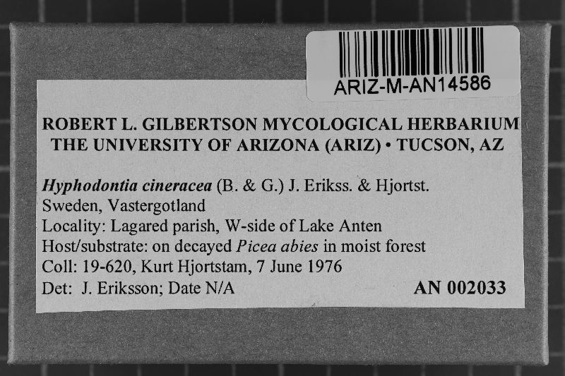 Hyphodontia cineracea image