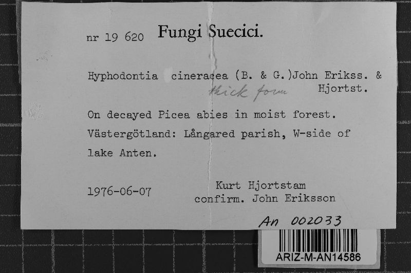 Hyphodontia cineracea image