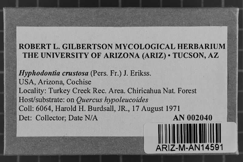 Basidioradulum crustosum image