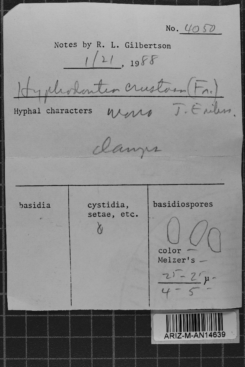 Basidioradulum crustosum image
