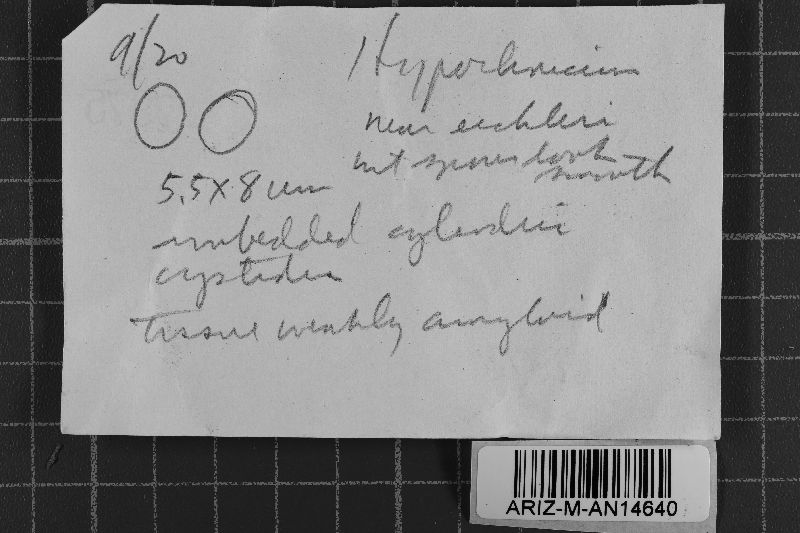 Hypochnicium eichleri image