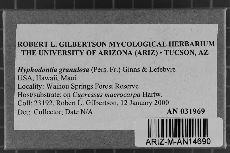 Dichostereum granulosum image