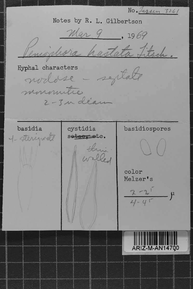Hastodontia hastata image